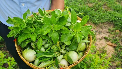 Midsection of woman holding plant