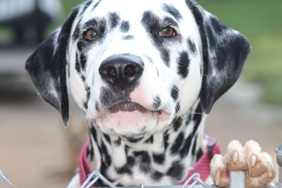 Dalmatian love