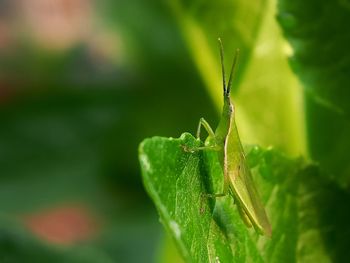 Close-up of insect on leaf