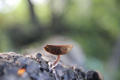 Close-up of mushroom growing on tree