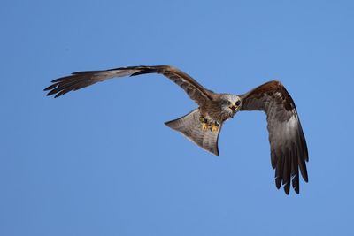 Low angle view of hawk flying in blue sky