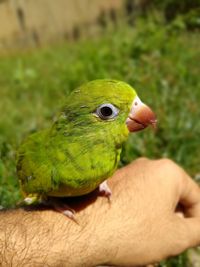 Close-up of green hand holding bird