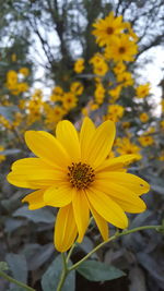 Close-up of daisy flower