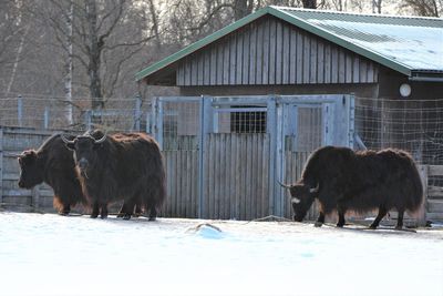 Buffalos on field