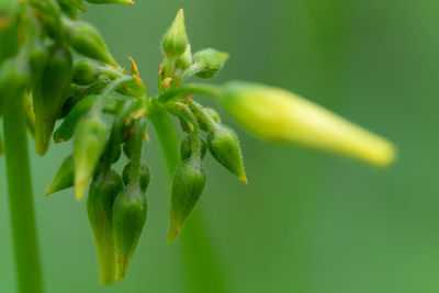 Close-up of fresh green bud