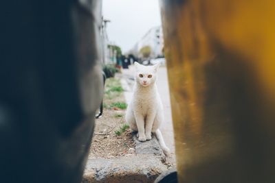 Portrait of cat sitting on roadside