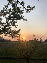 Trees on field against sky during sunset