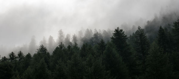 Panoramic view of pine trees in forest against sky