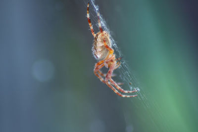 Close-up of spider on web