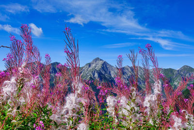 Low angle view of purple flowering plants against sky
