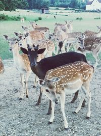 Flock of deer standing on field by sea