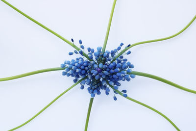 Close-up of purple flowering plant against white background