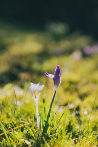 Close-up of purple crocus flowers on field