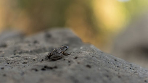 Close-up of lizard