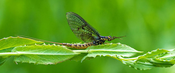 Close-up of butterfly on leaf