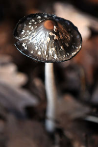 Close-up of mushroom growing on land