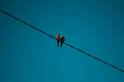 Low angle view of birds perching on cable against clear blue sky