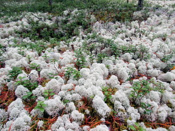 High angle view of flowering plants on snow covered land