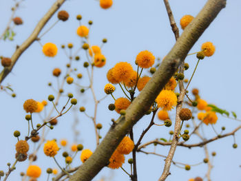 Low angle view of flowering plant against clear sky