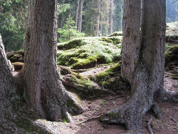 Trees growing in forest