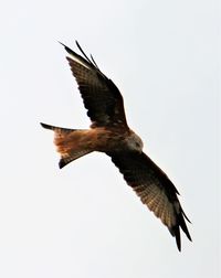 Low angle view of eagle flying against clear sky