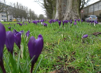 Close-up of purple crocus flowers