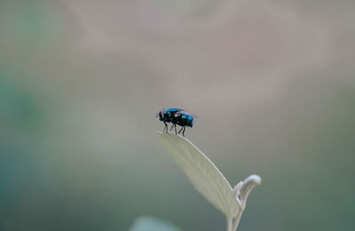 Close-up of insect on plant