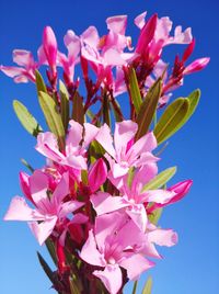 Close-up of pink cherry blossoms against blue sky