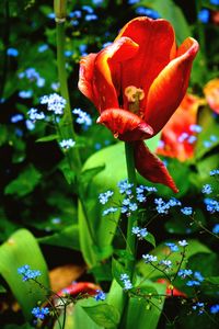 Close-up of red flowering plant