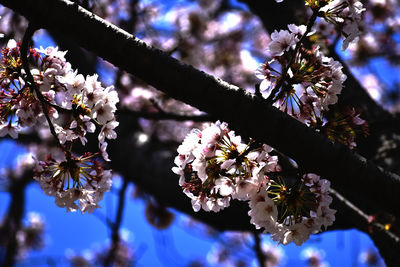 Close-up of cherry blossom tree