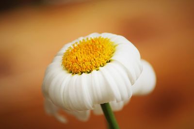 Close-up of white flower