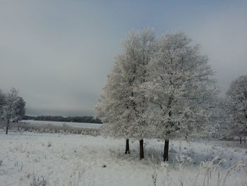 Frozen trees on snowy landscape against sky