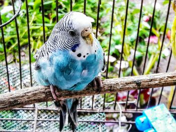 Pigeons perching outdoors