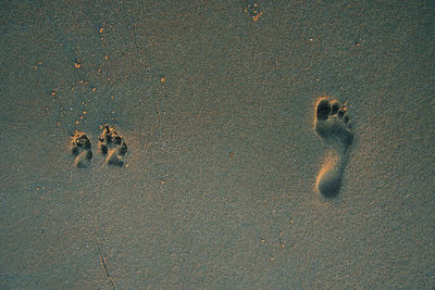 High angle view of footprints on road