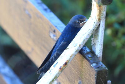 Close-up of bird perching on wood