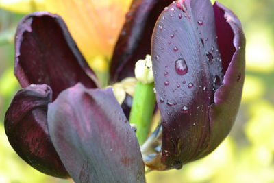 Close-up of flower