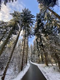 Empty road amidst snow covered trees against sky