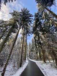 Empty road amidst snow covered trees against sky