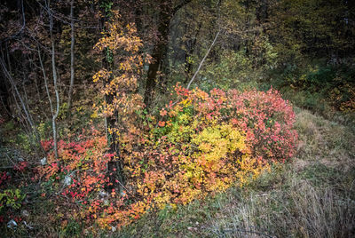 Full frame shot of multi colored leaves