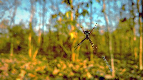 Close-up of spider