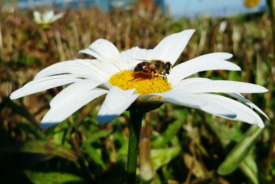 Close-up of bee pollinating on white flower