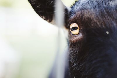 Close-up portrait of goat