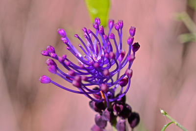 Close-up of purple flowering plant