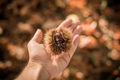 Cropped hand of man holding chestnut