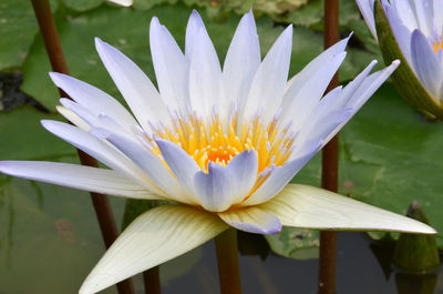 Close-up of lotus water lily