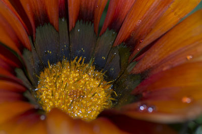 Full frame shot of flower