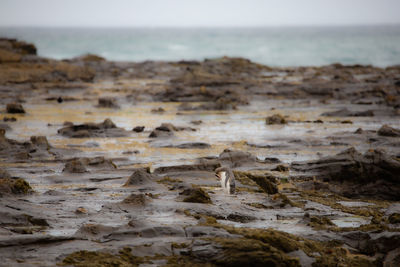 Lonesome yellow  eyed penguin