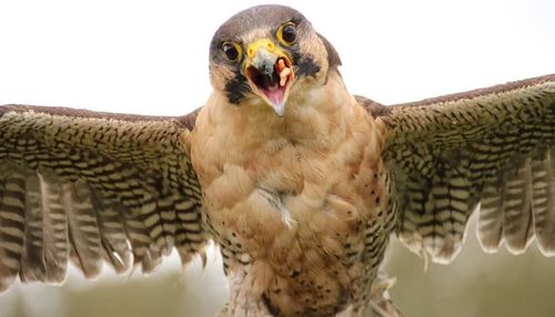 Low angle view of birds