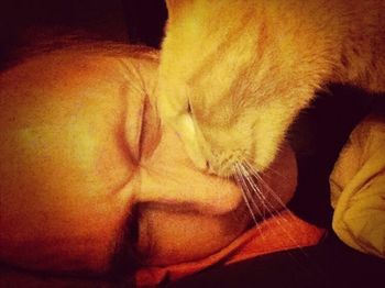 Close-up of cat sleeping on sofa