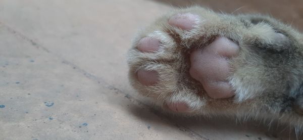 Close-up of cat sleeping, beautiful cat paw, full of fur jakarta, indonesia